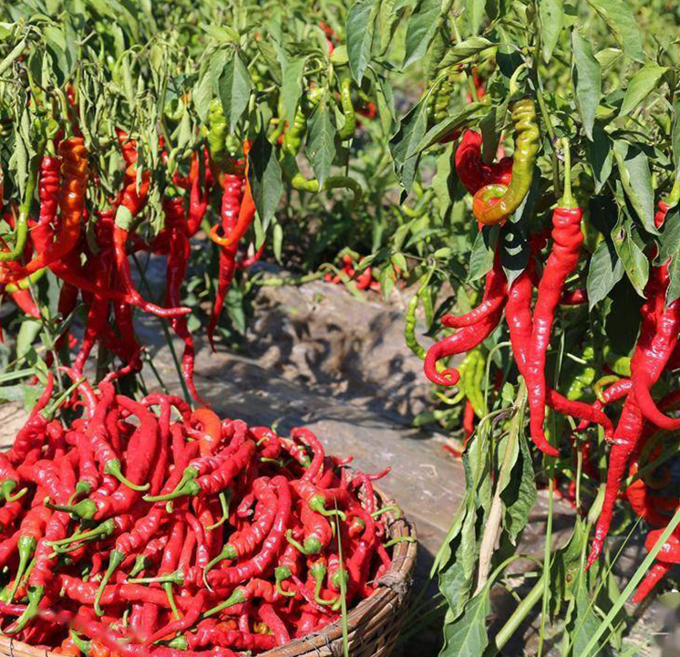 甘谷辣椒