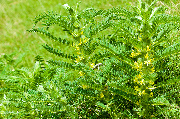 北纬41°黄芪酒上市，地理标志助力品牌升级