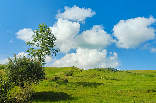 甘肃道地药材保护计划启动，谷草根积极参与